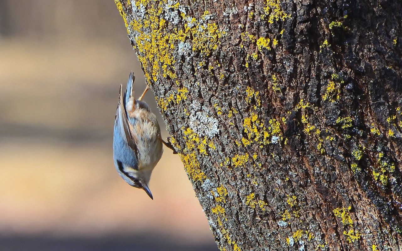 Обои дерево, птица, весна, поползень-крошка, tree, bird, spring, nuthatch-baby разрешение 2339x1563 Загрузить