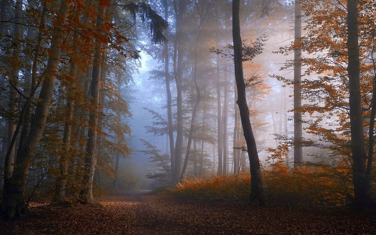 Обои дорога, деревья, лес, туман, осень, road, trees, forest, fog, autumn разрешение 1920x1080 Загрузить