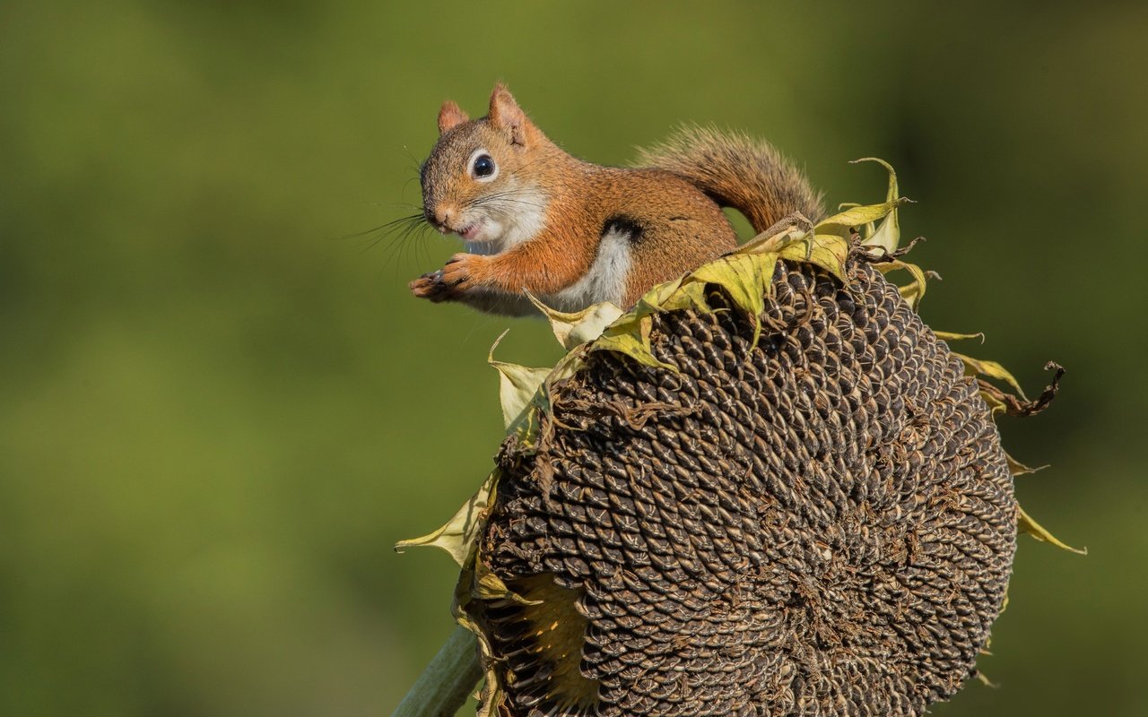 Обои фон, подсолнух, белка, семечки, background, sunflower, protein, seeds разрешение 4096x2902 Загрузить