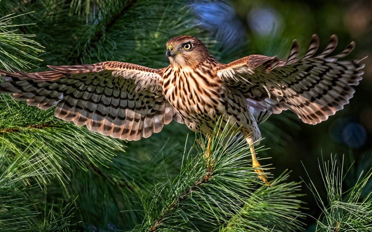 Обои хвоя, ветки, птица, сокол, боке, размах крыльев, needles, branches, bird, falcon, bokeh, wingspan разрешение 2000x1125 Загрузить