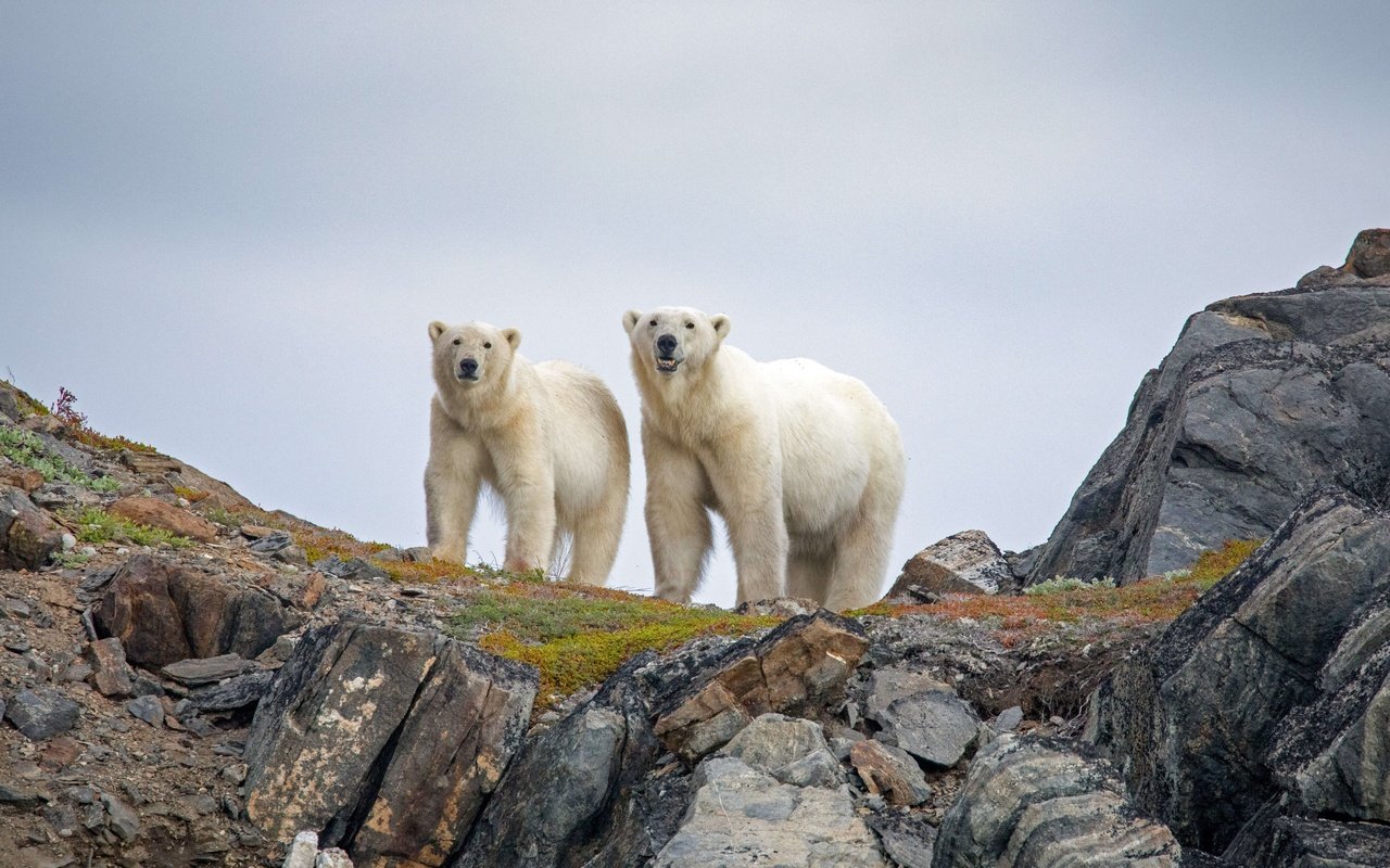 Обои канада, белые медведи, canada, polar bears разрешение 3240x2160 Загрузить
