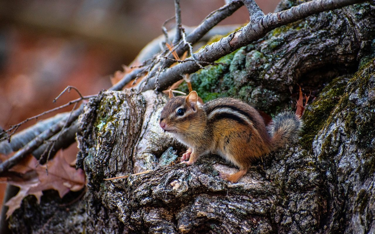 Обои коряга, пень, бурундук, грызун, snag, stump, chipmunk, rodent разрешение 2880x1920 Загрузить