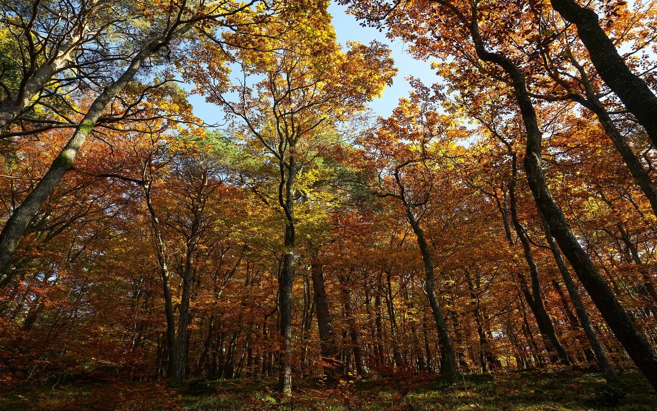 Обои лес, стволы, листва, осень, кроны, forest, trunks, foliage, autumn, crown разрешение 3840x2160 Загрузить