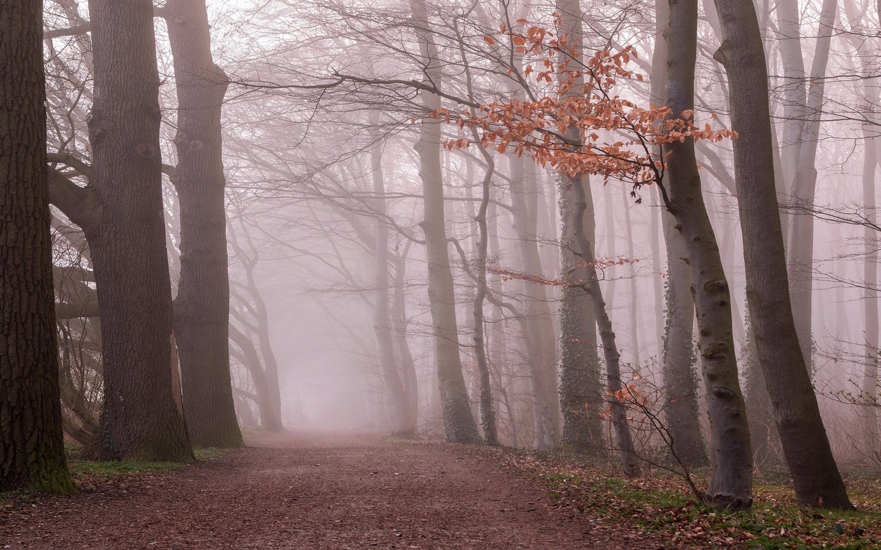 Обои лес, утро, туман, ветки, листва, осень, forest, morning, fog, branches, foliage, autumn разрешение 3840x2160 Загрузить