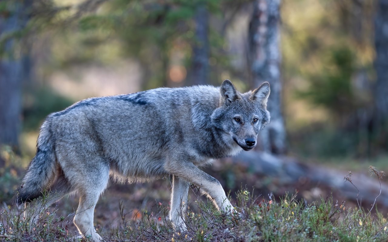 Обои лес, взгляд, серый, прогулка, волк, крадётся, forest, look, grey, walk, wolf, sneaks разрешение 5568x3712 Загрузить