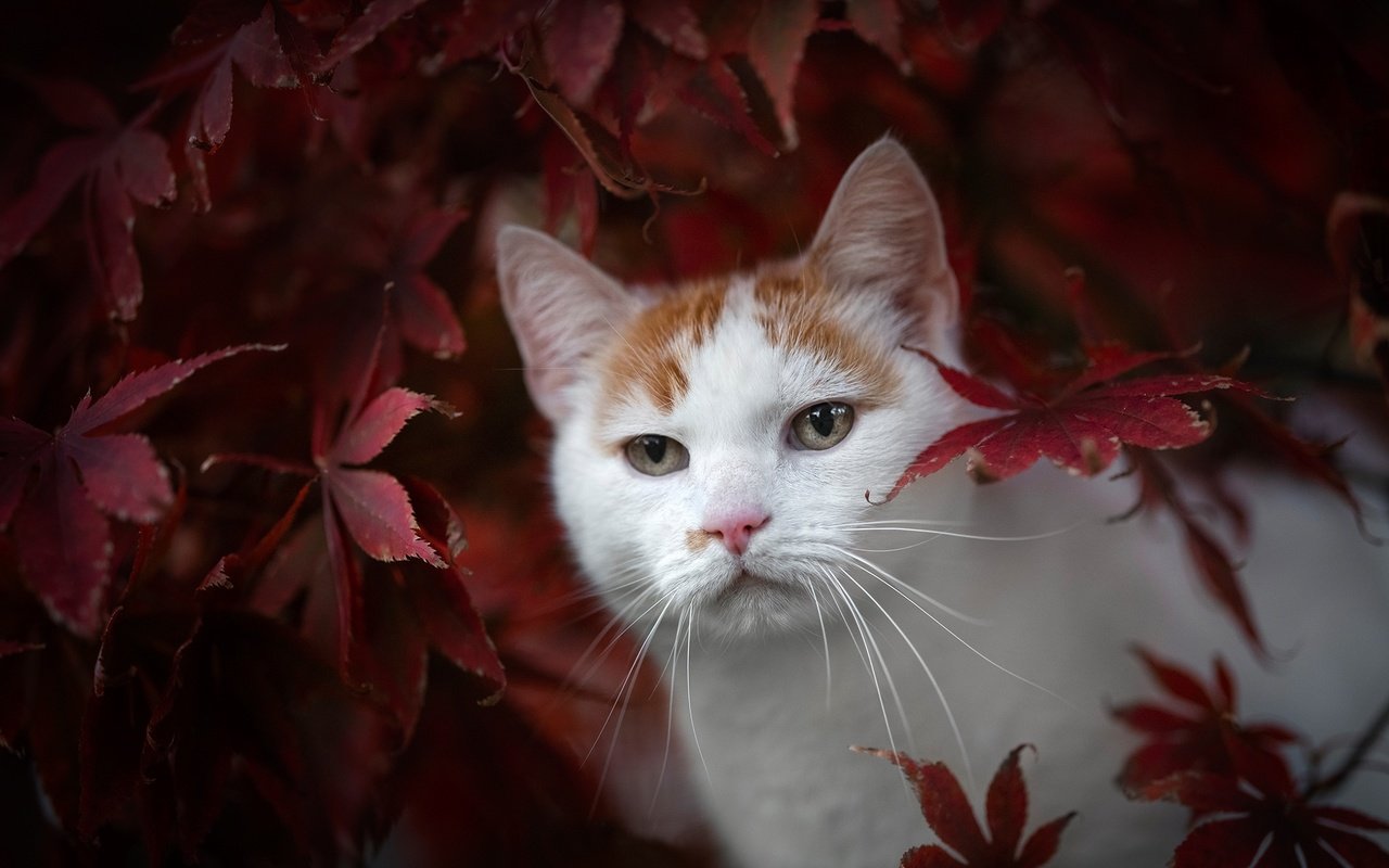 Обои листья, кот, мордочка, взгляд, осень, leaves, cat, muzzle, look, autumn разрешение 2048x1365 Загрузить