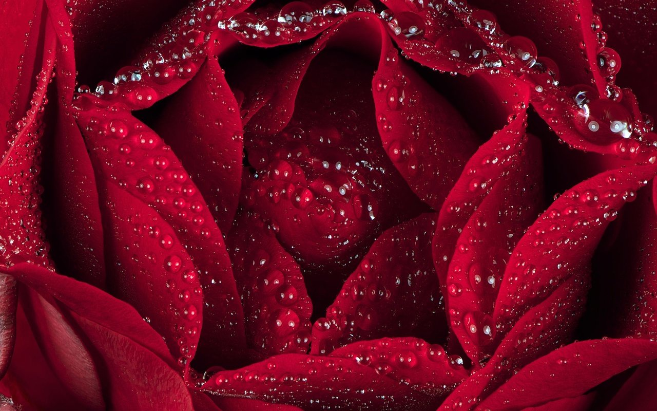 Обои макро, капли, роза, лепестки, macro, drops, rose, petals разрешение 2000x1393 Загрузить