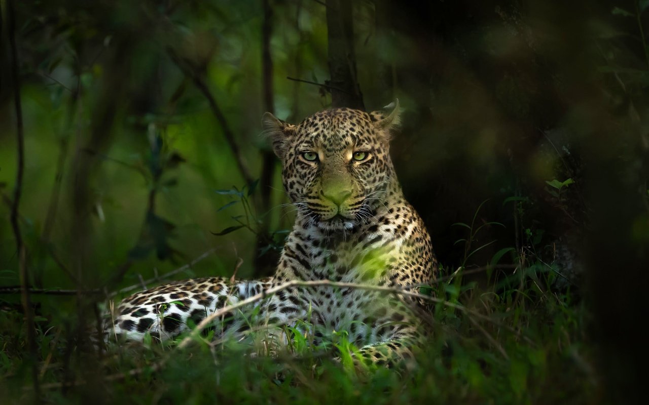 Обои морда, лес, ветки, взгляд, леопард, боке, face, forest, branches, look, leopard, bokeh разрешение 2000x1334 Загрузить