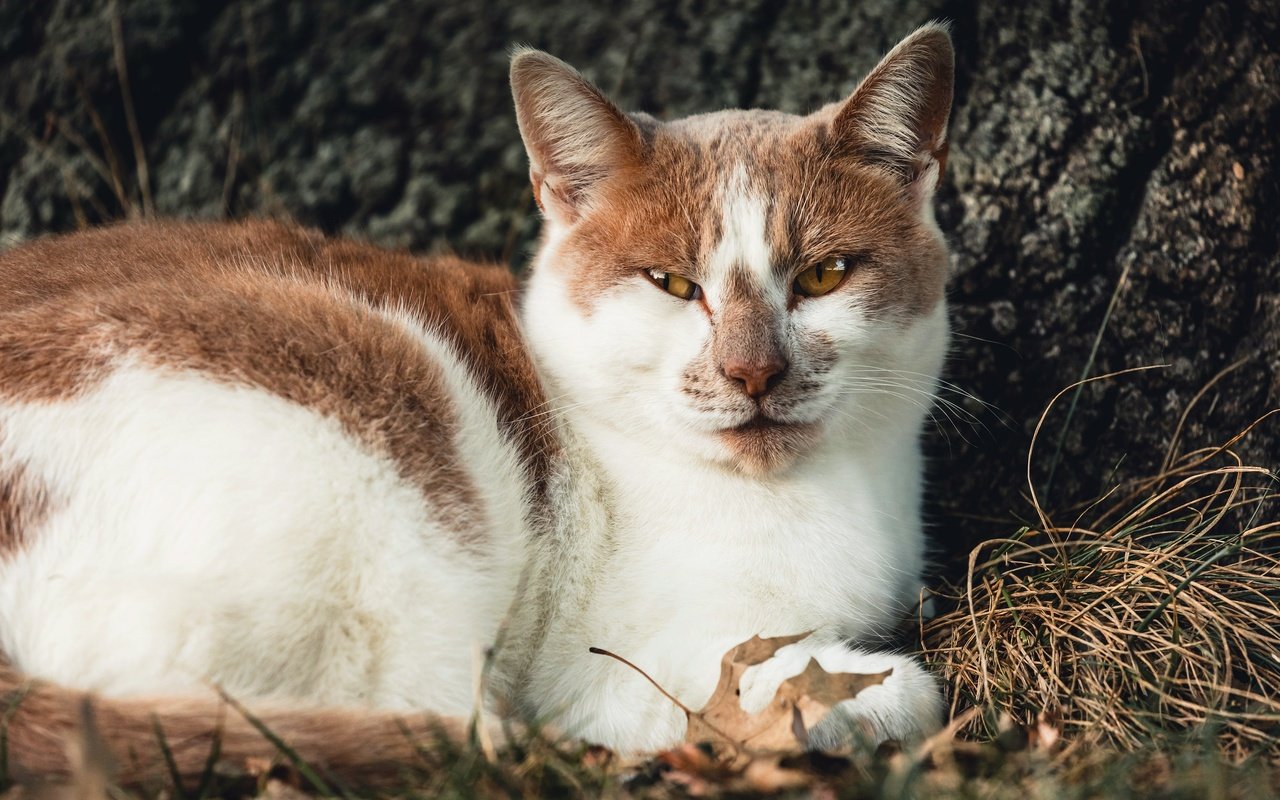 Обои морда, трава, кот, кошка, взгляд, лежит, face, grass, cat, look, lies разрешение 3840x2400 Загрузить