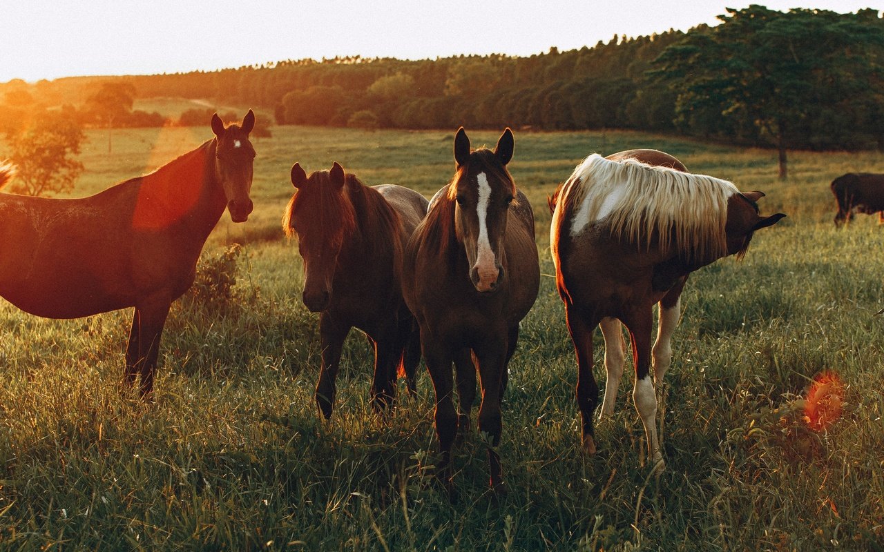 Обои поле, лошади, кони, солнечный свет, field, horse, horses, sunlight разрешение 3840x2160 Загрузить