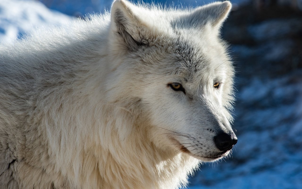 Обои портрет, хищник, волк, portrait, predator, wolf разрешение 6144x4282 Загрузить
