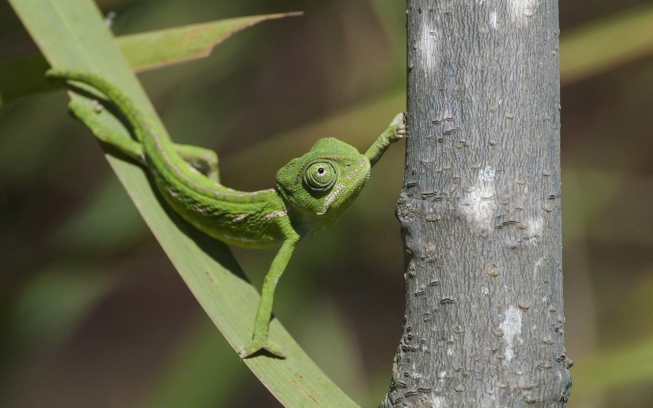 Обои природа, фон, ящерица, nature, background, lizard разрешение 2048x1263 Загрузить