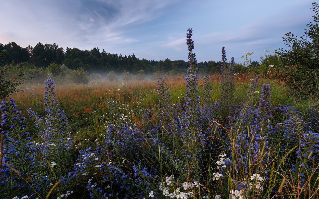 Обои природа, лес, пейзаж, утро, туман, луг, травы, nature, forest, landscape, morning, fog, meadow, grass разрешение 1920x1280 Загрузить