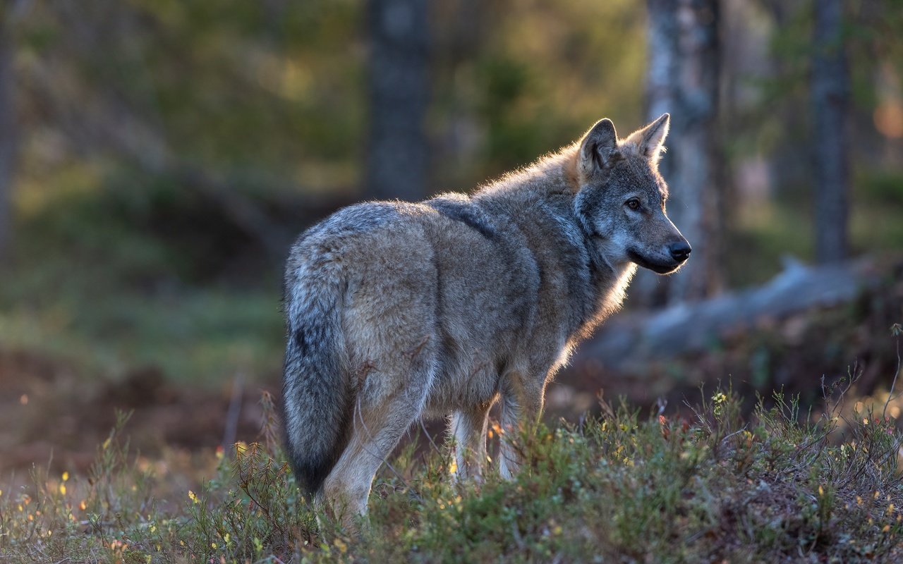 Обои природа, лес, серый, волк, nature, forest, grey, wolf разрешение 5568x3712 Загрузить