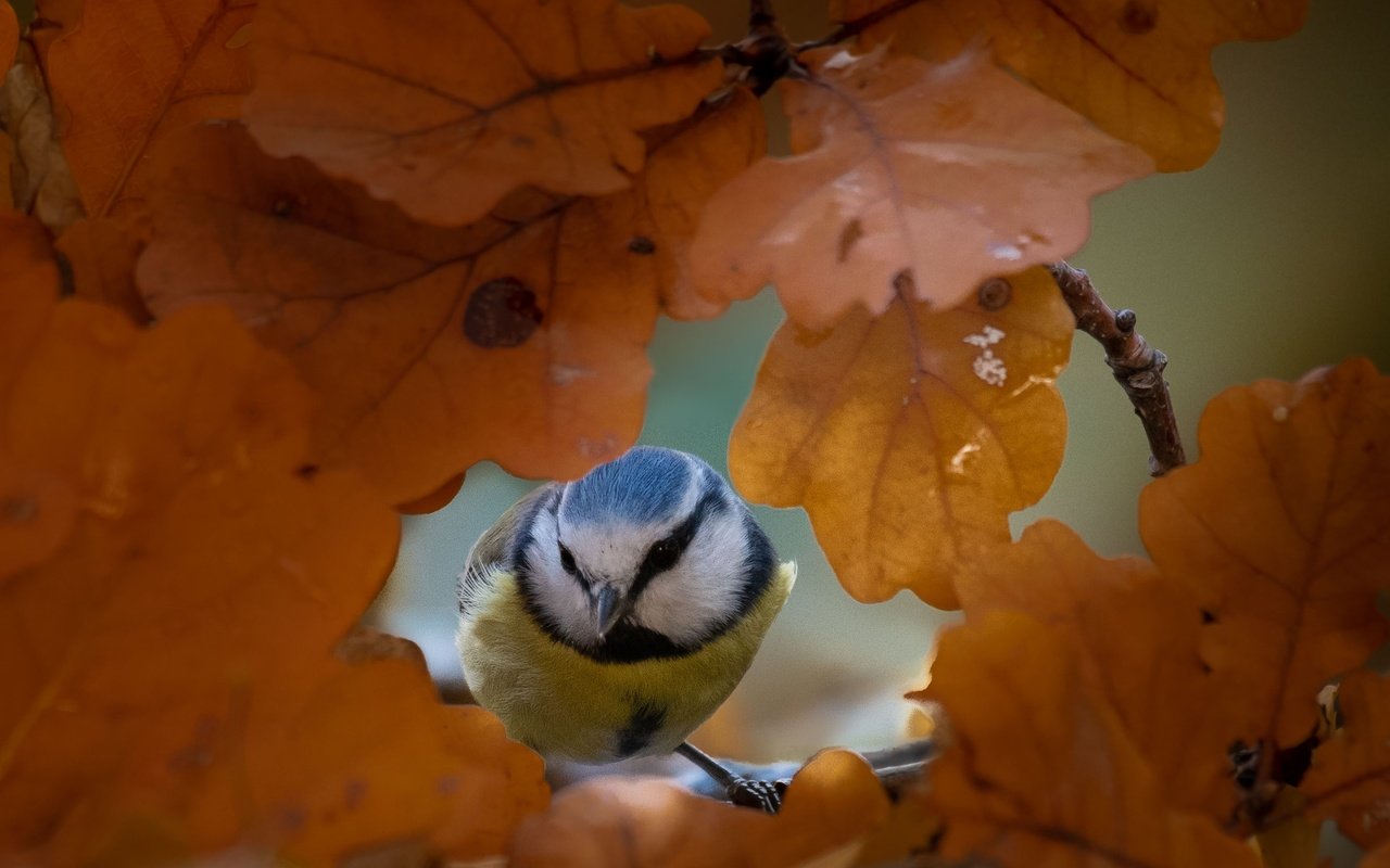 Обои природа, листья, осень, птица, синица, nature, leaves, autumn, bird, tit разрешение 2662x2080 Загрузить