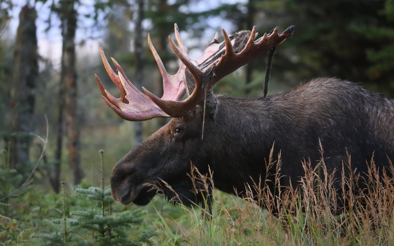 Обои природа, осень, лось, nature, autumn, moose разрешение 3072x2048 Загрузить