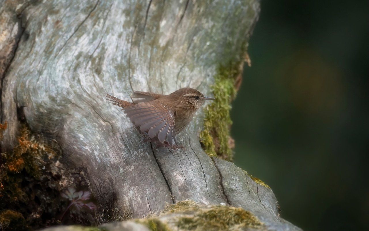 Обои природа, птица, крапивник, nature, bird, wren разрешение 3192x2124 Загрузить