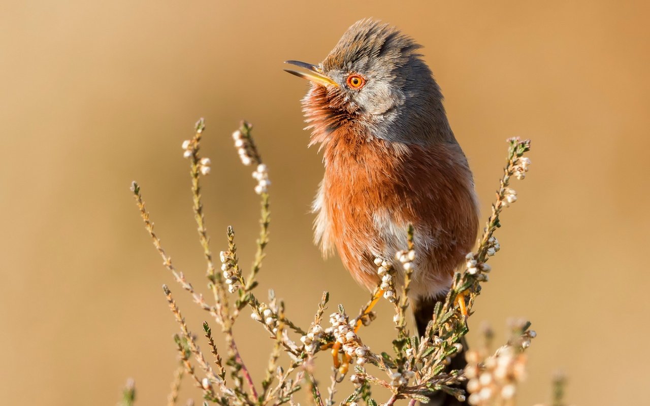 Обои природа, птица, nature, bird разрешение 3840x2160 Загрузить