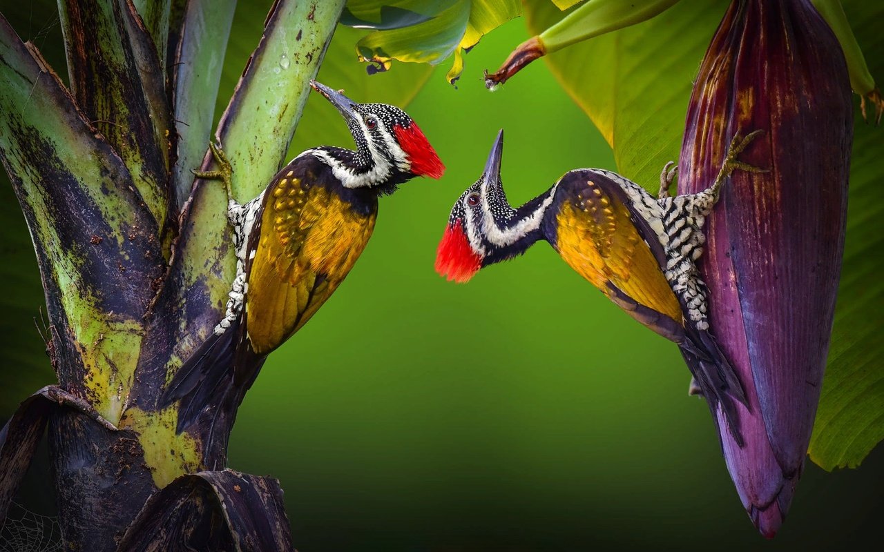 Обои природа, растения, птицы, пара, тропики, nature, plants, birds, pair, tropics разрешение 2000x1125 Загрузить