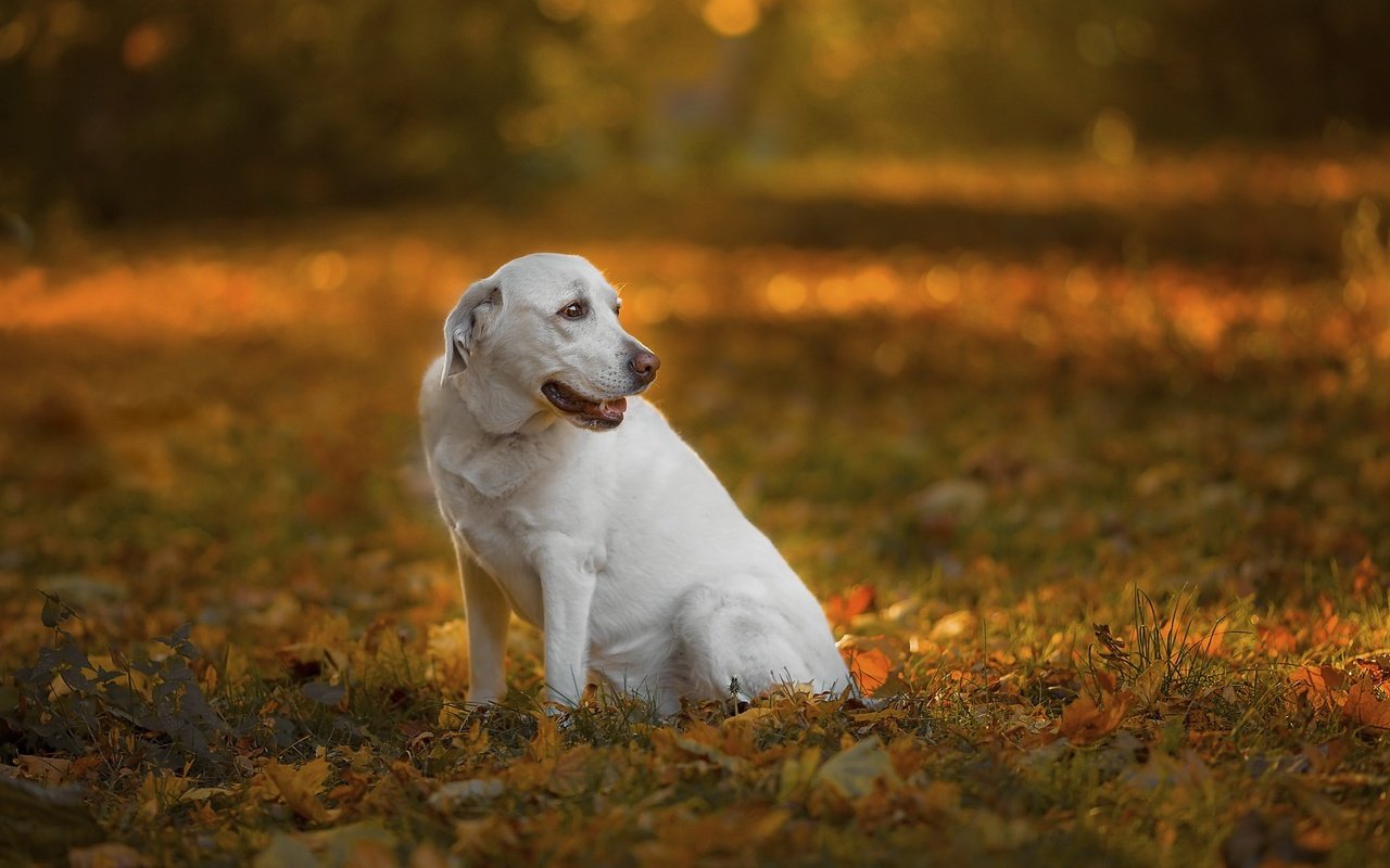 Обои природа, собака, nature, dog разрешение 2048x1365 Загрузить