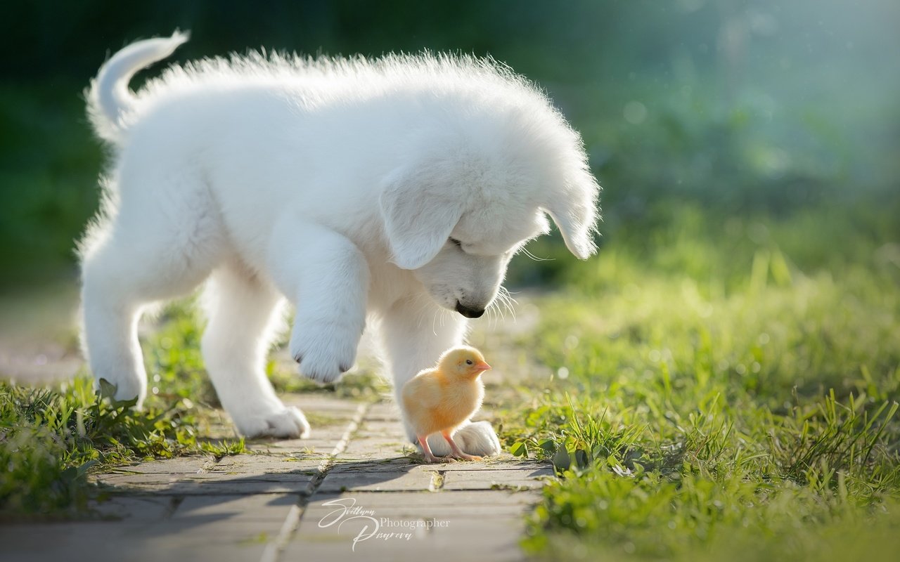 Обои птенец, собака, щенок, цыплёнок, знакомство, chick, dog, puppy, chicken, familiarity разрешение 2560x1708 Загрузить