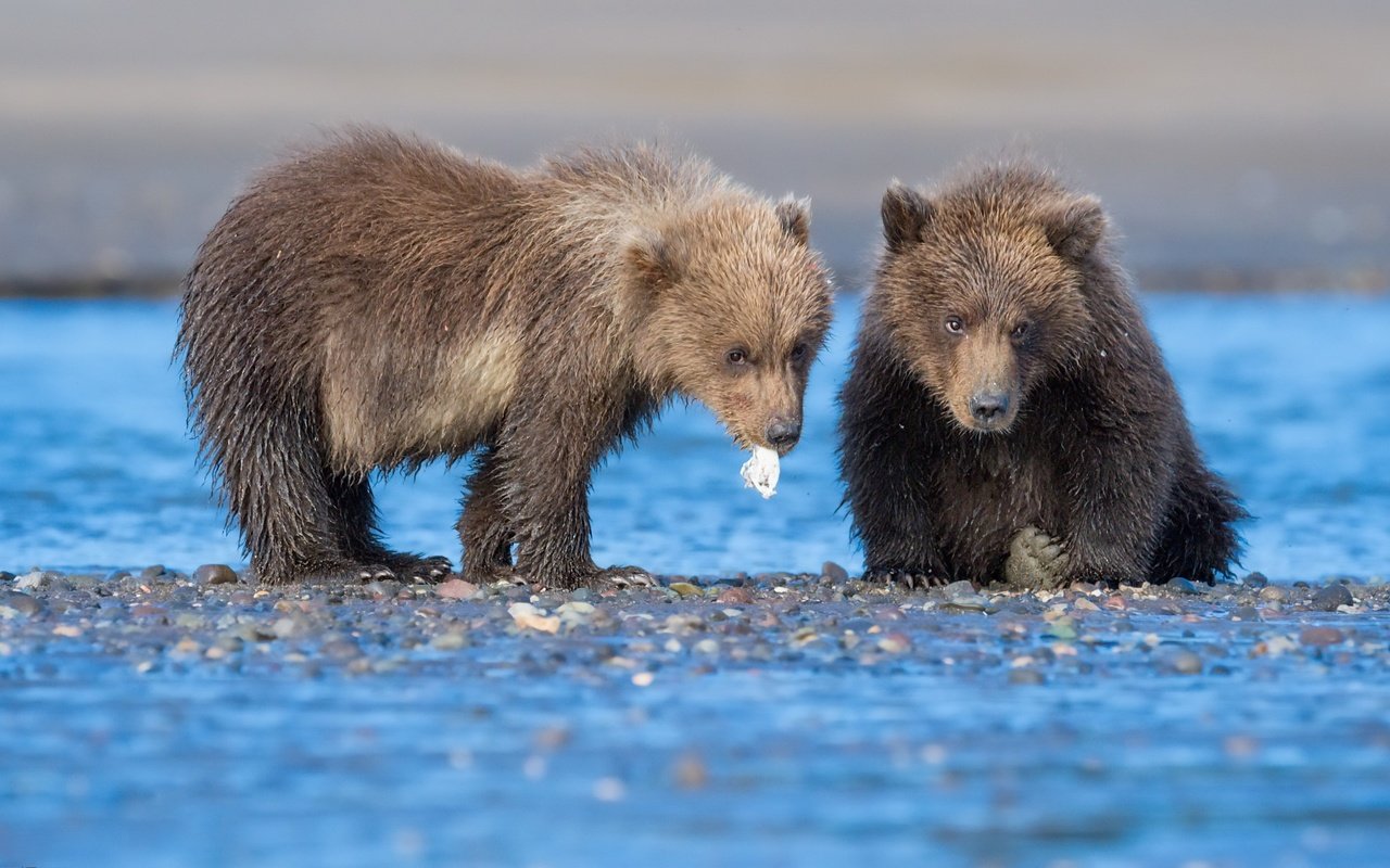 Обои река, природа, медведи, river, nature, bears разрешение 2560x1440 Загрузить