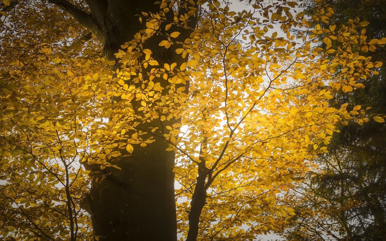 Обои свет, дерево, осень, light, tree, autumn разрешение 3053x1709 Загрузить