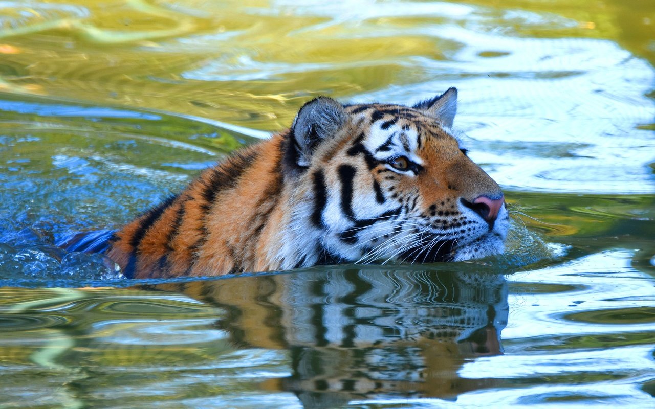 Обои тигр, морда, вода, взгляд, водоем, купание, плавание, tiger, face, water, look, pond, bathing, swimming разрешение 3840x2325 Загрузить