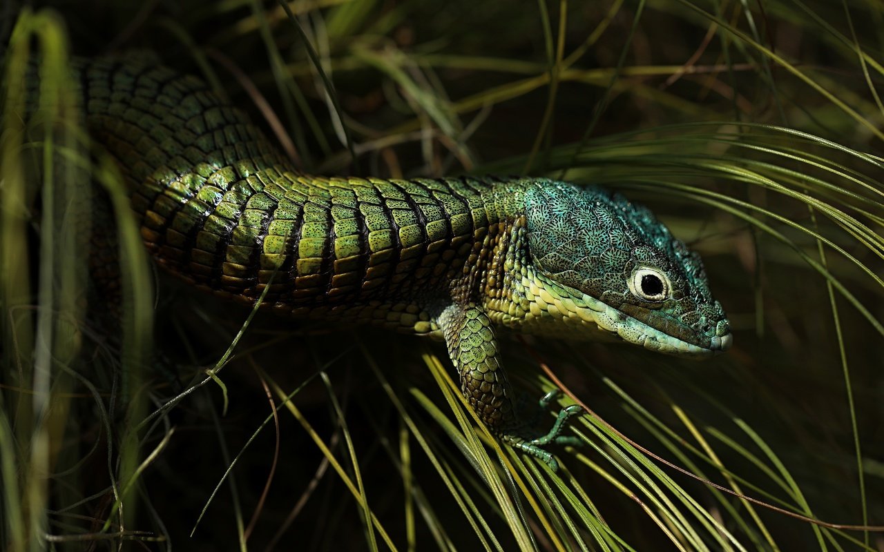 Обои трава, ящерица, темный фон, зеленая, рептилия, grass, lizard, the dark background, green, reptile разрешение 3840x2160 Загрузить