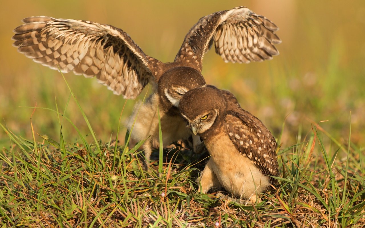 Обои трава, крылья, птицы, взмах, совы, сычи, grass, wings, birds, stroke, owls разрешение 4959x2780 Загрузить