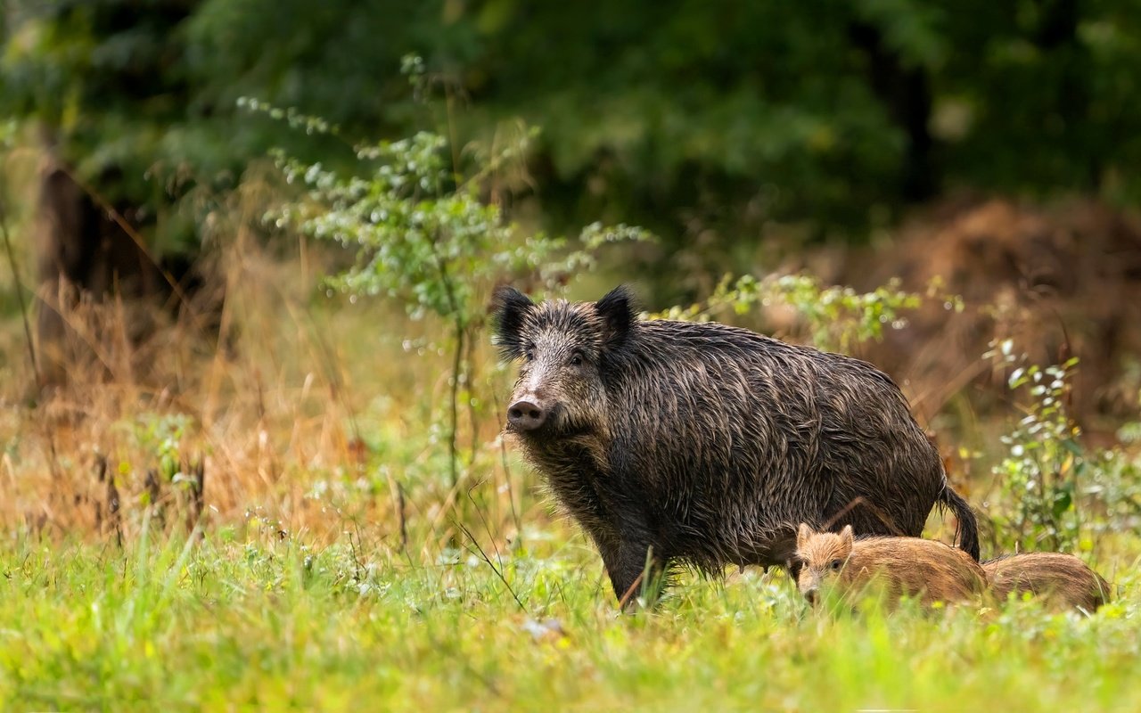 Обои трава, кабаны, природа, кабанчик, лес, мама, малыш, два, кабан, детеныш, grass, boars, nature, hog, forest, mom, baby, two, boar, cub разрешение 2047x1156 Загрузить