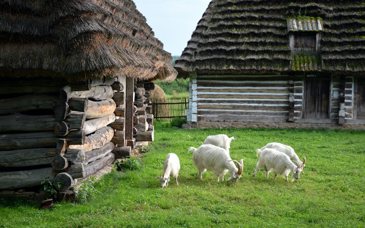 Обои зелень, лето, домики, коза, лужайка, крыши, козел, greens, summer, houses, goat, lawn, roof разрешение 2880x1915 Загрузить