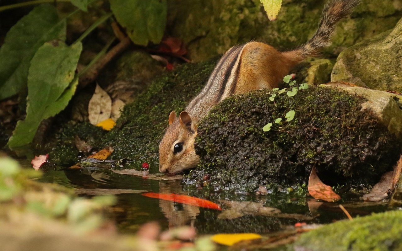 Обои вода, природа, камни, листья, животное, зверек, бурундук, грызун, water, nature, stones, leaves, animal, chipmunk, rodent разрешение 2048x1401 Загрузить