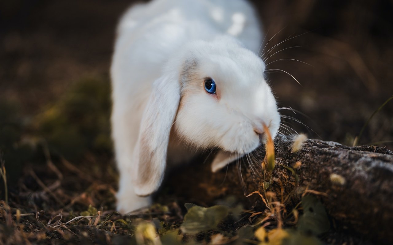 Обои белый, темный фон, кролик, заяц, вислоухий, white, the dark background, rabbit, hare, fold разрешение 2880x1955 Загрузить