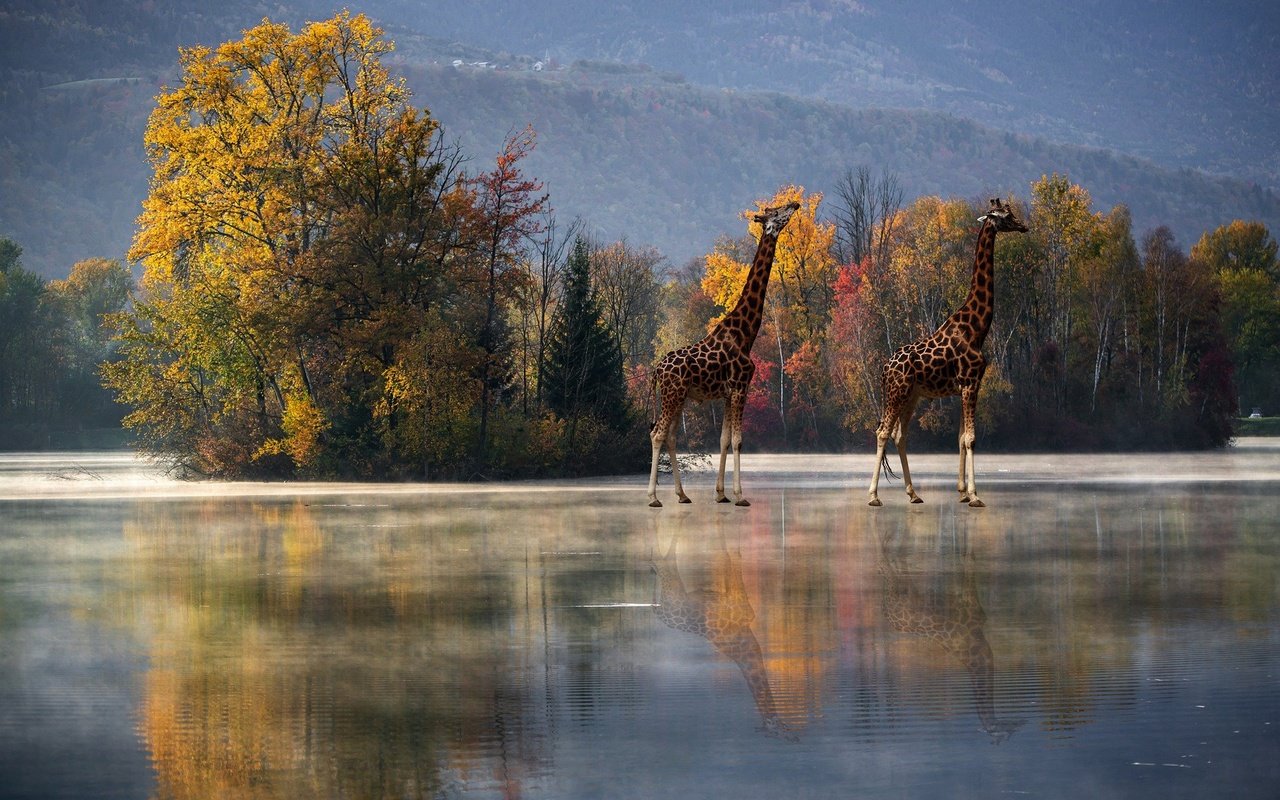 Обои деревья, отражение, осень, водоем, рендеринг, жирафы, trees, reflection, autumn, pond, rendering, giraffes разрешение 2880x1964 Загрузить