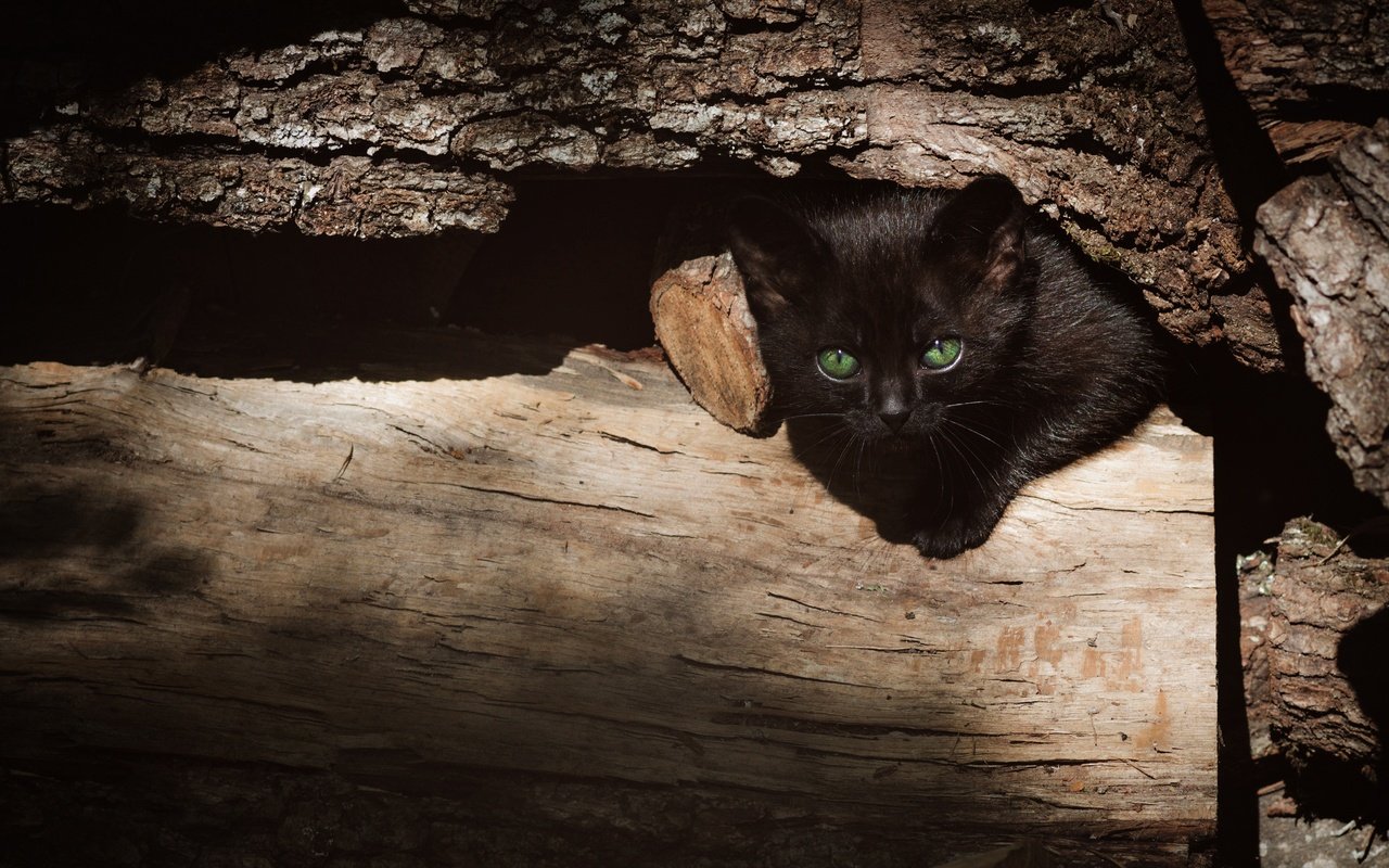 Обои бревно, дерево, выглядывает, кошка, взгляд, котенок, черный, мордашка, зеленые глаза, кора, log, tree, peeps, cat, look, kitty, black, face, green eyes, bark разрешение 3840x2160 Загрузить