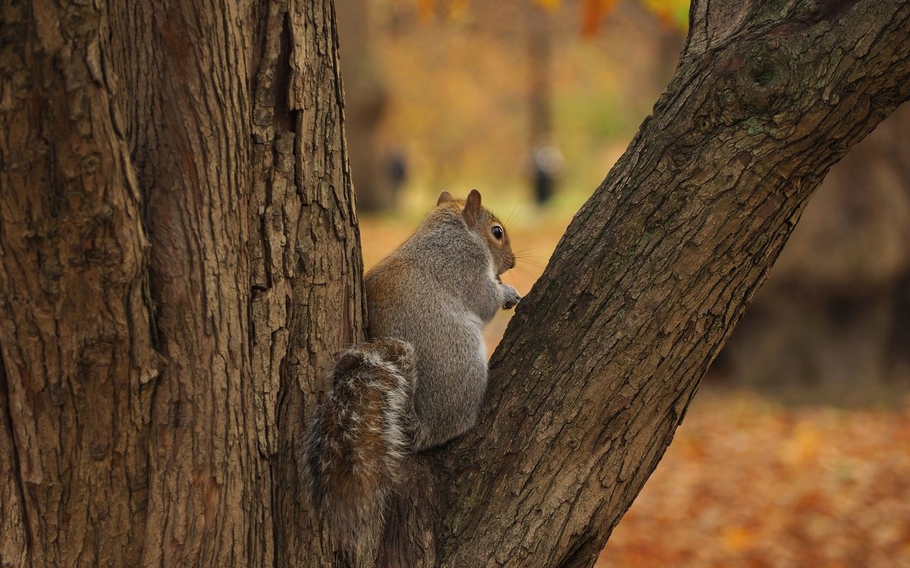 Обои дерево, осень, серая, белка, tree, autumn, grey, protein разрешение 4608x3456 Загрузить