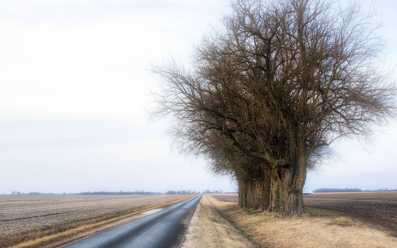 Обои дорога, деревья, туман, road, trees, fog разрешение 3840x2160 Загрузить