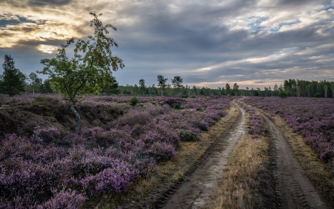 Обои дорога, природа, поле, road, nature, field разрешение 6002x4003 Загрузить