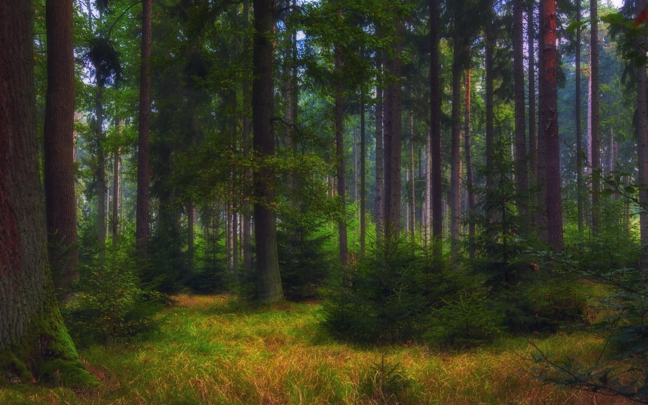 Обои лес, forest разрешение 3840x2160 Загрузить