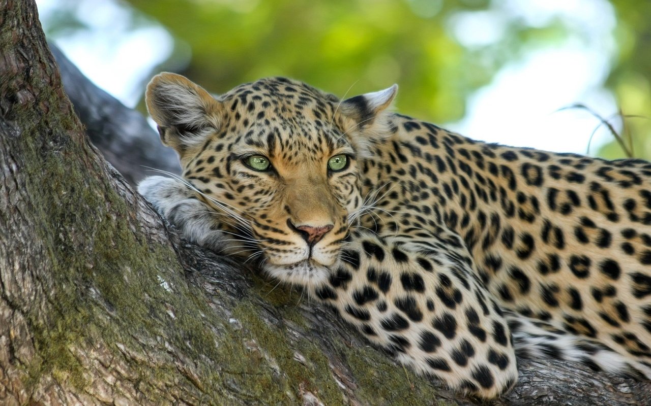 Обои морда, дерево, взгляд, лежит, леопард, face, tree, look, lies, leopard разрешение 2304x1536 Загрузить