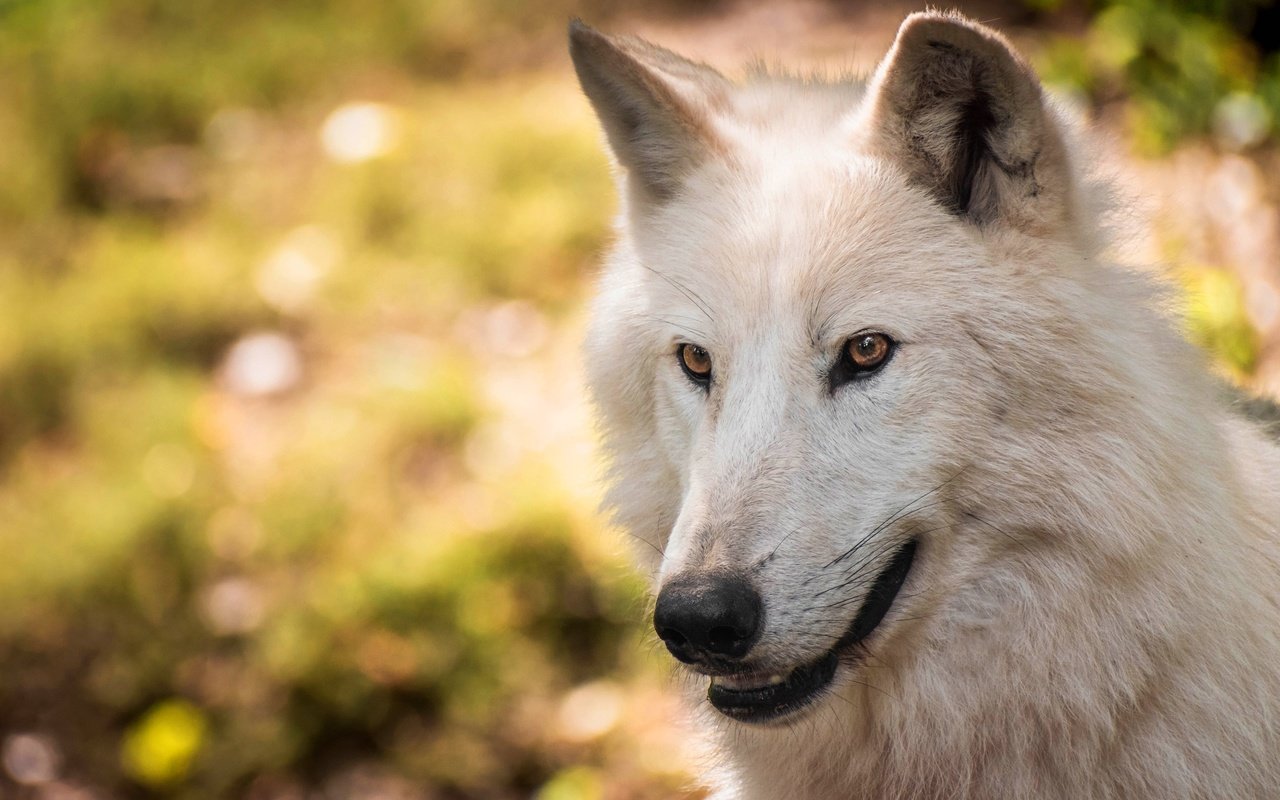 Обои морда, портрет, взгляд, белый, волк, боке, полярный, face, portrait, look, white, wolf, bokeh, polar разрешение 3840x2483 Загрузить