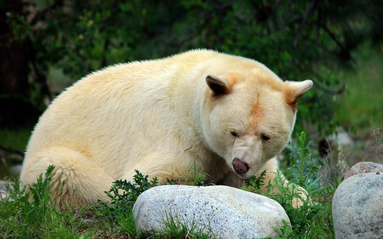 Обои морда, природа, поза, взгляд, медведь, белый, камень, face, nature, pose, look, bear, white, stone разрешение 2560x1707 Загрузить