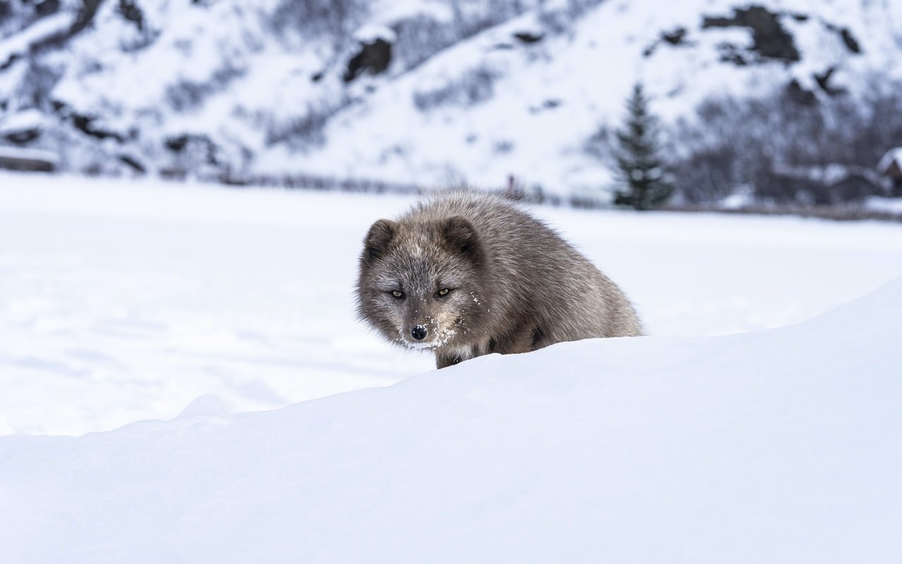 Обои морда, снег, зима, взгляд, песец, выглядывает, face, snow, winter, look, fox, peeps разрешение 5627x3751 Загрузить