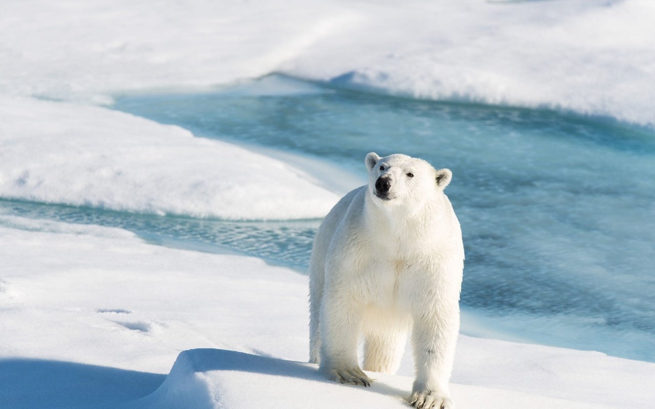 Обои белый медведь, свет, снег, берег, зима, взгляд, медведь, лёд, тени, polar bear, light, snow, shore, winter, look, bear, ice, shadows разрешение 2000x1335 Загрузить