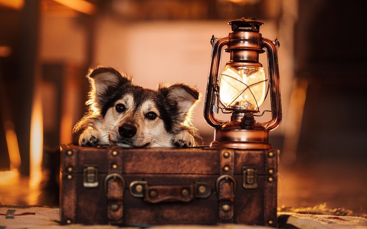 Обои морда, взгляд, лампа, собака, фонарь, чемодан, face, look, lamp, dog, lantern, suitcase разрешение 2048x1365 Загрузить