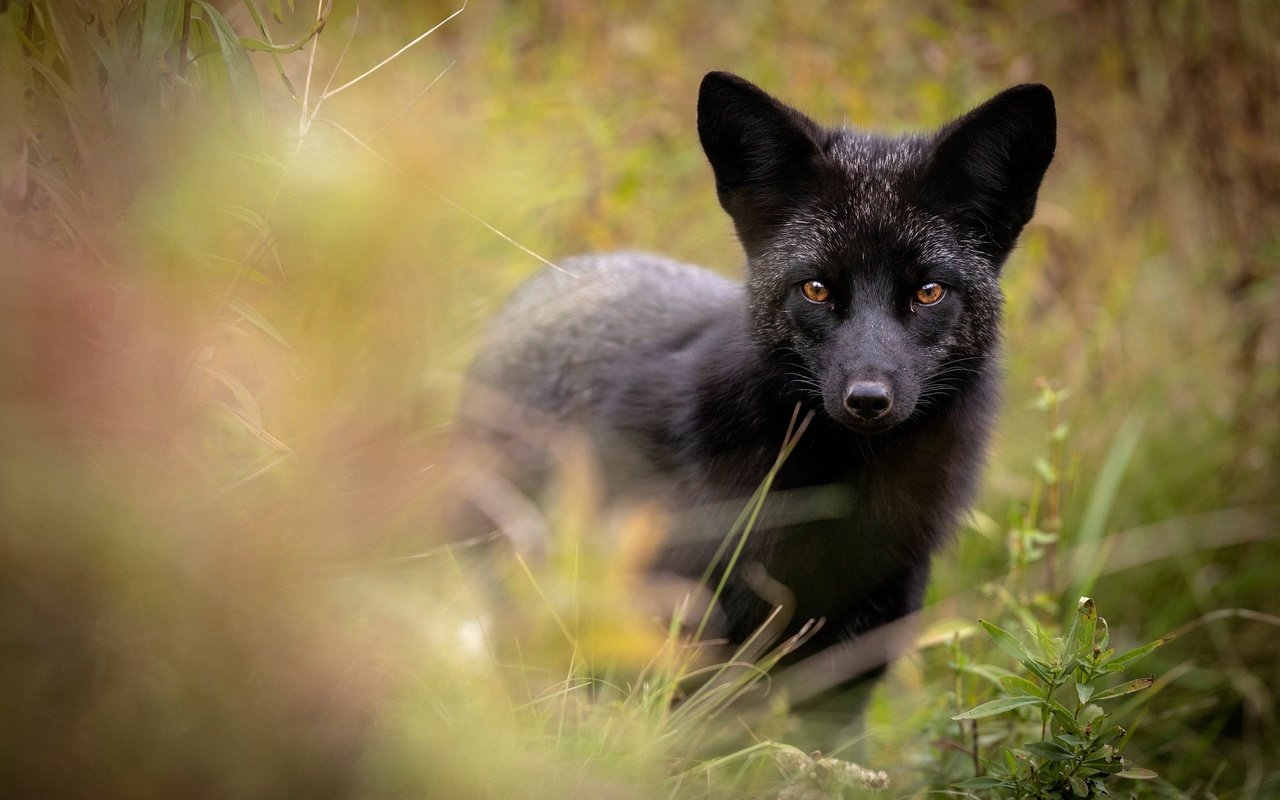 Обои морда, взгляд, лиса, чернобурая лисица, face, look, fox, silver fox разрешение 2048x1365 Загрузить