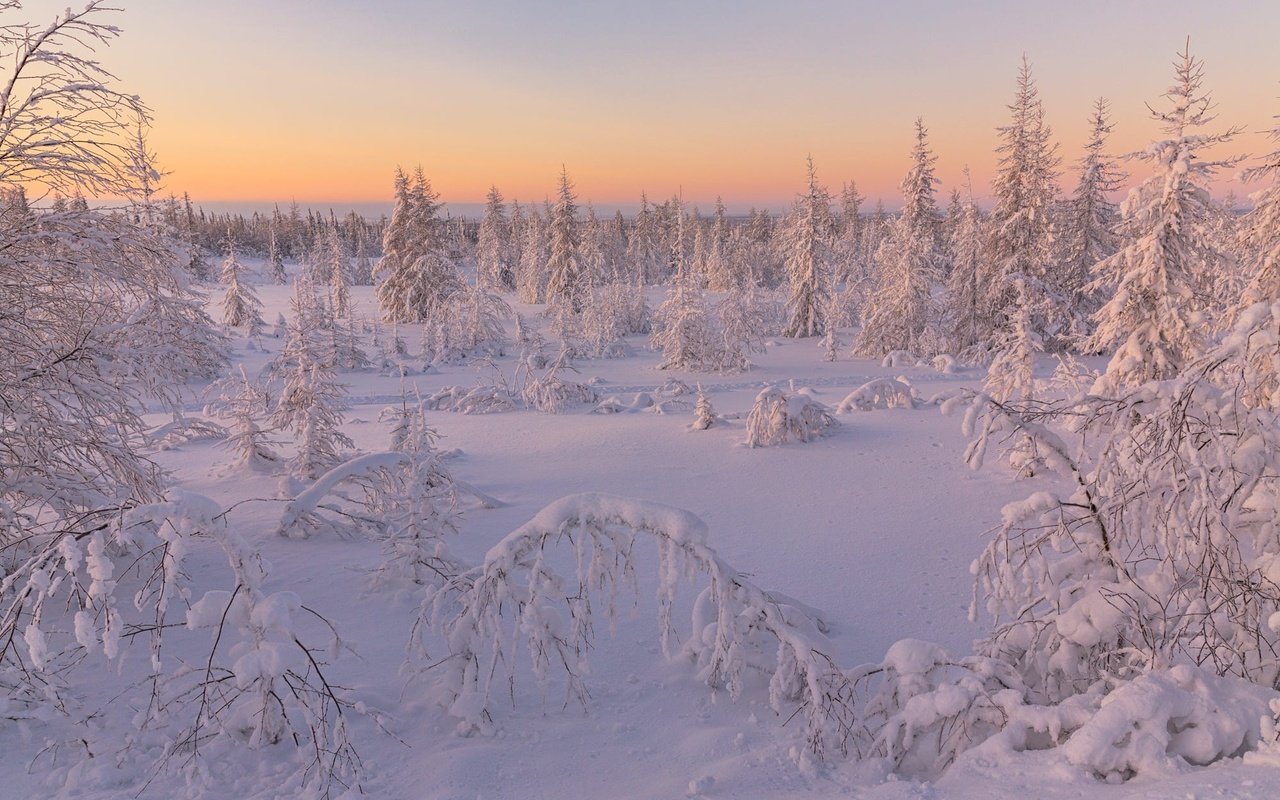 Обои небо, иней, деревья, ели, снег, природа, лес, зима, пейзаж, рассвет, the sky, frost, trees, ate, snow, nature, forest, winter, landscape, dawn разрешение 2000x1334 Загрузить