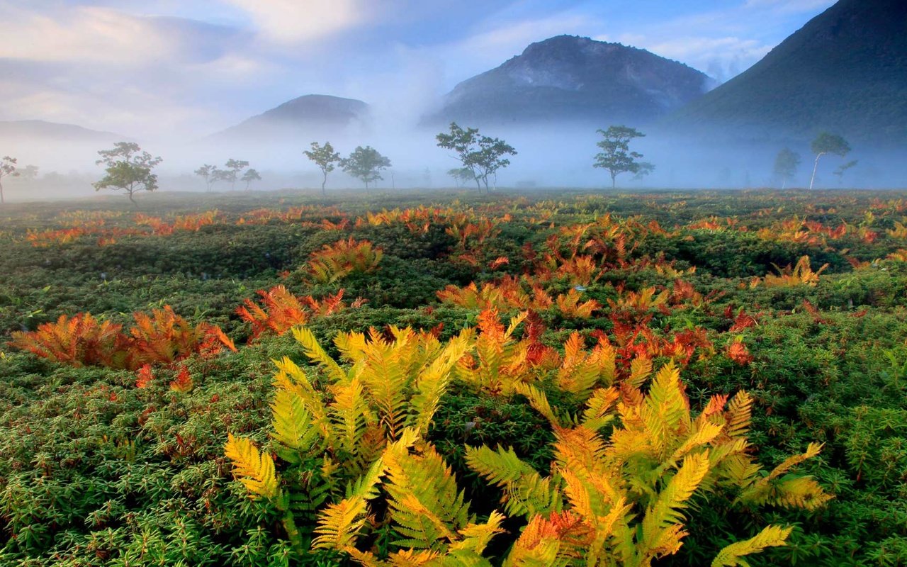 Обои осень, япония, папоротник, хоккайдо, autumn, japan, fern, hokkaido разрешение 1920x1080 Загрузить