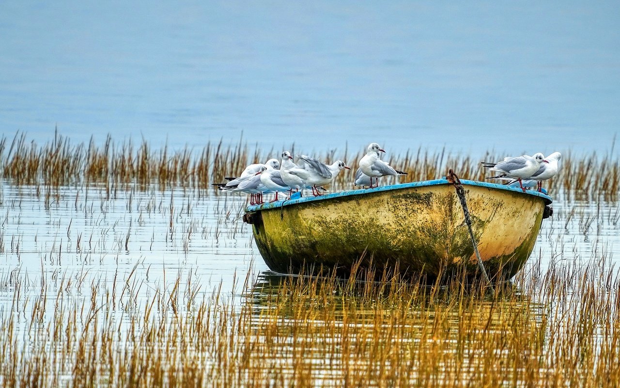 Обои озеро, водоем, лодка, птицы, чайки, стая, lake, pond, boat, birds, seagulls, pack разрешение 2880x1620 Загрузить